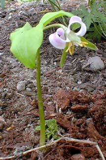 Trillium