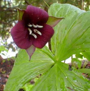 Red Trillium