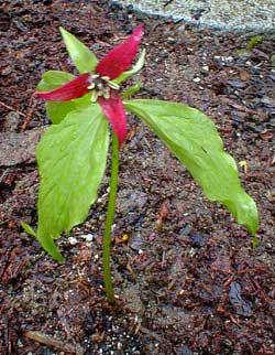 Red Trillium