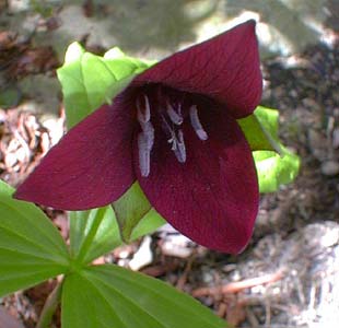 Red Trillium