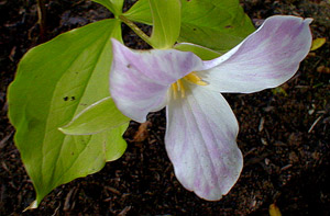 Snowy Trillium