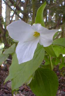 T. grandiflorum