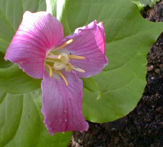 Trillium