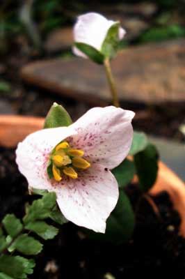 Brook Trillium