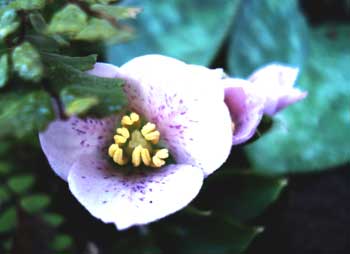 Brook Trillium