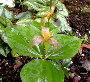 Trillium