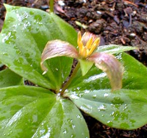 Trillium