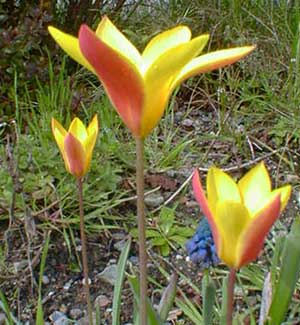 Lady Tulips
