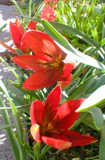 Hager's tulip