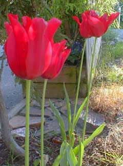 Red Shine