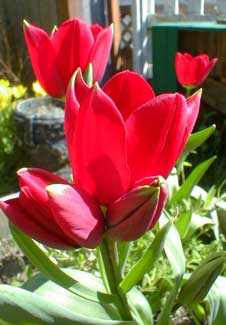 Red Bouquet