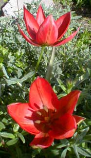 Hager's tulip