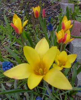 Lady Tulips