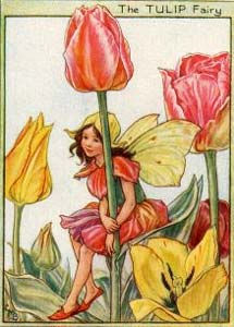 Tulip Fairy