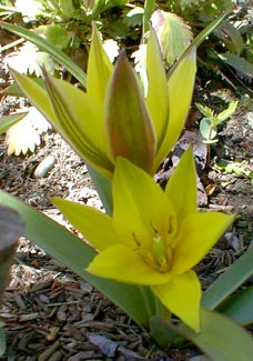 Dwarf Tulip