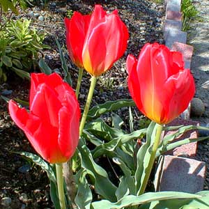 Tulips