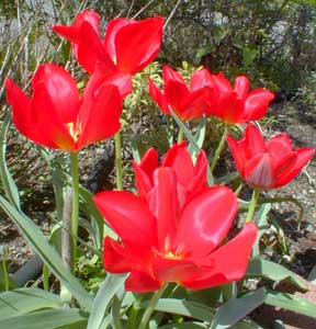 Tulips