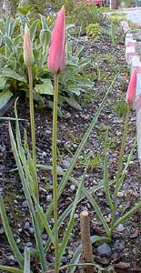 Lady Tulip
