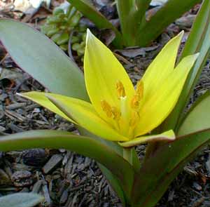 Dwarf Tulip