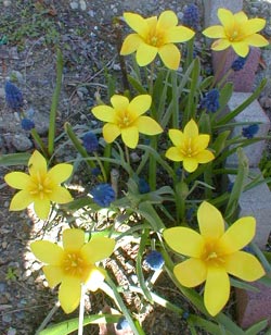 Lady Tulips