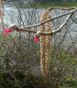 Catkins