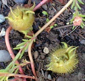 Turkish hazel nut