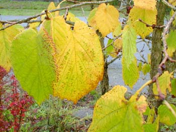 Turkish Hazel