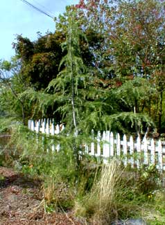 Deodar Cedar