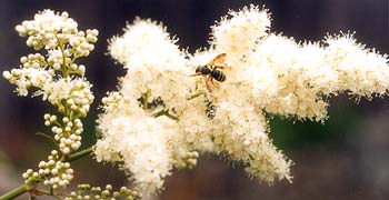 Ash Leaf Spiraea with Bee