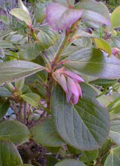 Himalayan Huckleberry