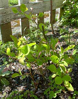 Cascade Huckleberry