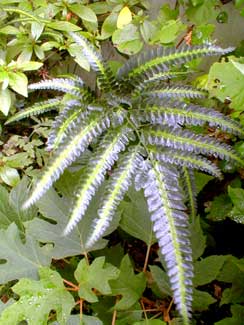 Shield Fern