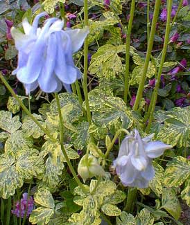 Variegated Columbine