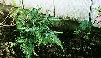 Shield Fern in Winter