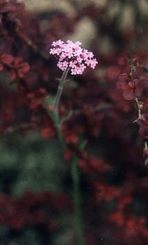 Verbena