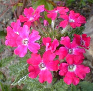 Verbena