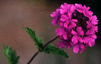 Trailing Verbena