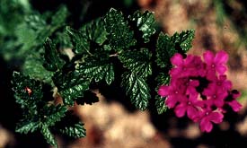 Trailing Verbena