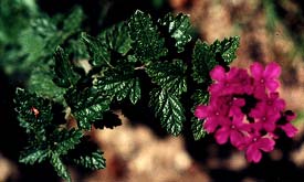 Trailing Verbena