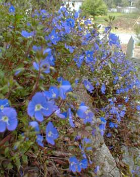 Creeping Veronica