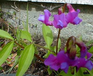 Spring Vetchling