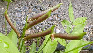 Spring Vetchling pods