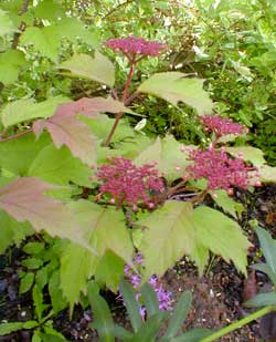 Highbush Cranberry Buds