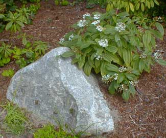 David Viburnum