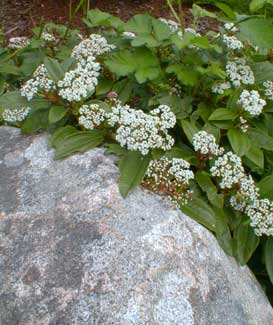 David Viburnum