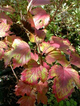 Highbush Cranberry