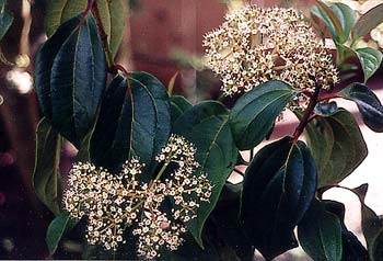 Viburnum cinnamomifolium