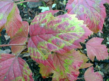 Highbush Cranberry