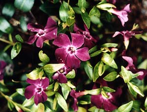 Purple Vinca