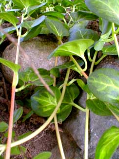 Vinca Maculata